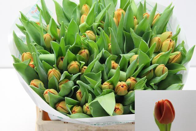 <h4>TU DU LORENZO</h4>