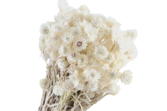 Helichrysum Vest Natural
