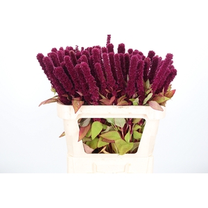 Amaranthus Rode Dom