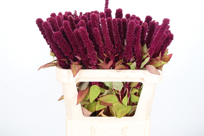 <h4>Amaranthus Rode Dom</h4>