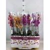 Phalaenopsis   ...mix 10