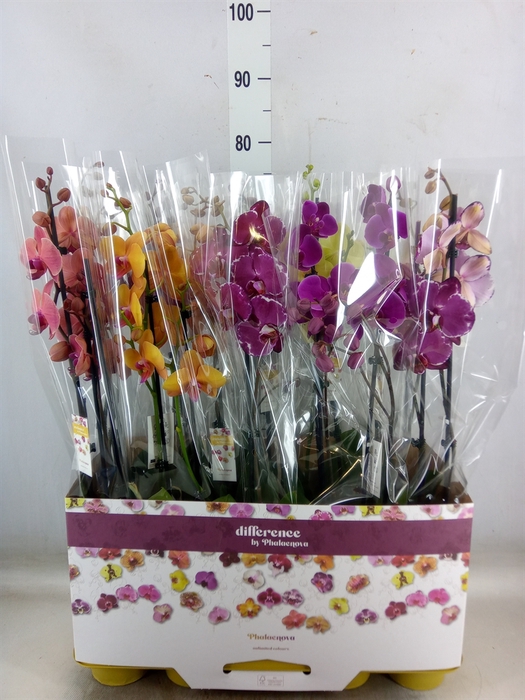 Phalaenopsis   ...mix 10