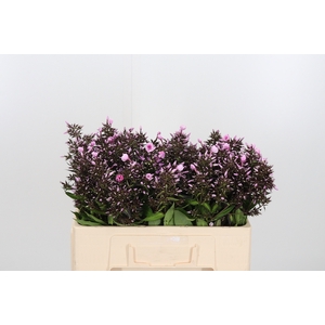 Phlox Bright Eyes