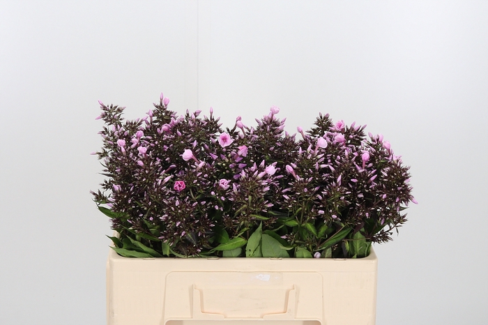 <h4>Phlox Bright Eyes</h4>