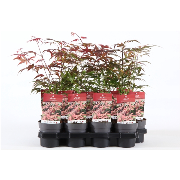 <h4>Acer palm. 'Atropurpureum' P10.5</h4>