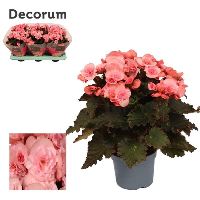 <h4>Begonia Joy Pink P13</h4>