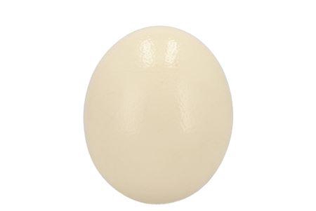 <h4>Egg Ostrich Resin P/1 Nm</h4>