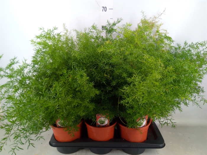 <h4>Asparagus dens. 'Cwebe'</h4>