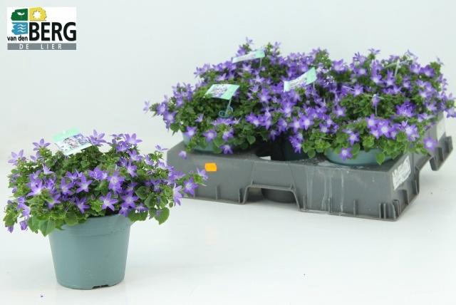 <h4>CAMP POSCHARSKYANA</h4>