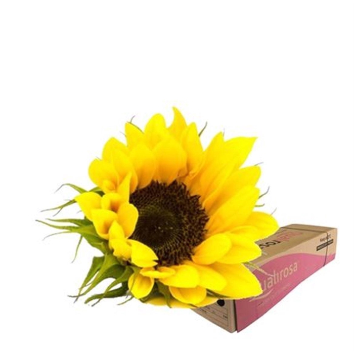<h4>Helianthus Sunrich Orange -in box</h4>