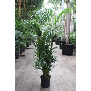 Howea forsteriana 15 per pot