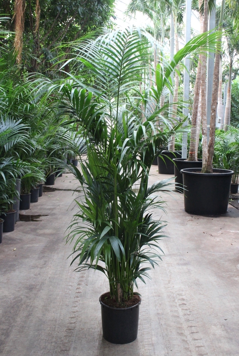 <h4>Howea forsteriana 15 per pot</h4>