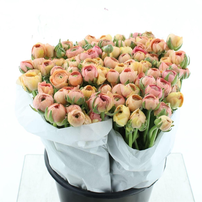 <h4>Ran El Salmon Extra ( White Paper )</h4>