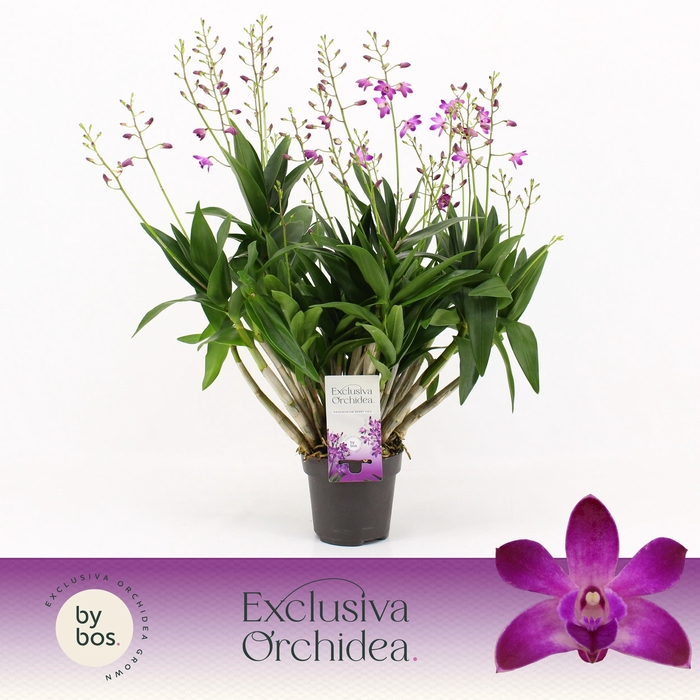 <h4>Dendrobium, Berry Oda XXL 18+ spike 'Exclusiva Orchidea'</h4>
