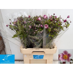 Anemone Pink