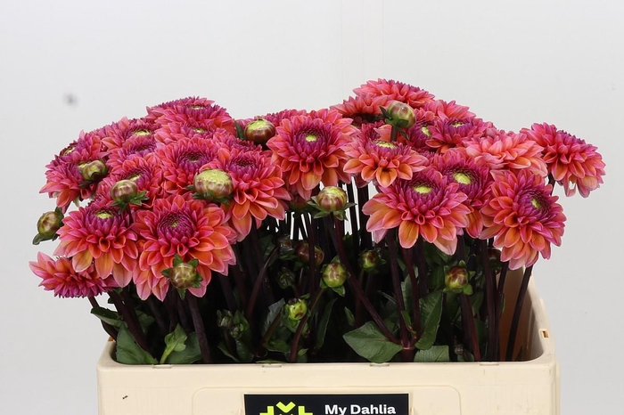 <h4>Dahlia Daisy Duke</h4>