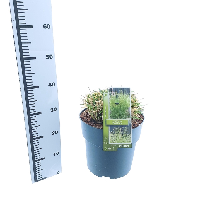 <h4>Deschampsia cespitosa</h4>