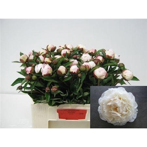 Paeo L Gardenia