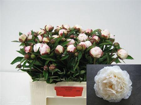 <h4>Paeo L Gardenia</h4>