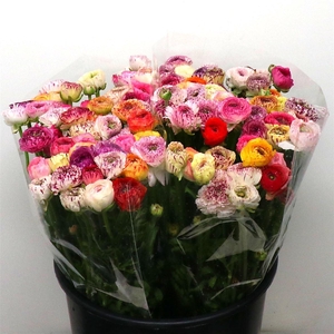 Ran El Stripe Mix Super