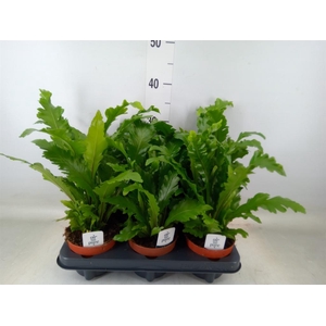 Asplenium nidus 'Campio'