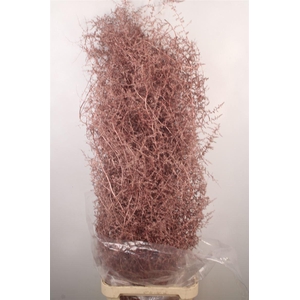 Asparagus Salv. Metal Red