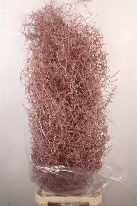 <h4>Asparagus Salv. Metal Red</h4>