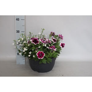 Schaal 26 Mix 11 Petunia, Lobelia
