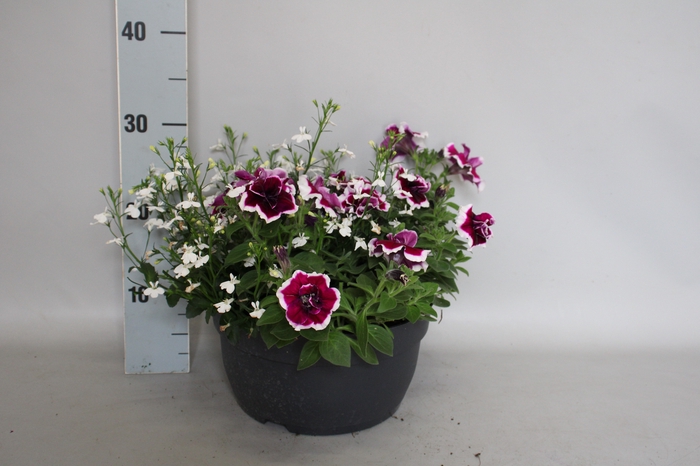 <h4>Schaal 26 Mix 11 Petunia, Lobelia</h4>