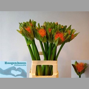 Scadoxus M Flame