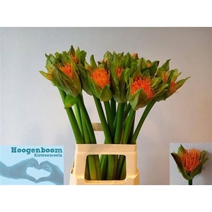 Scadoxus M Flame