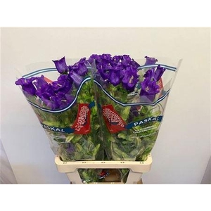 Campanula M Champion Blue 70cm