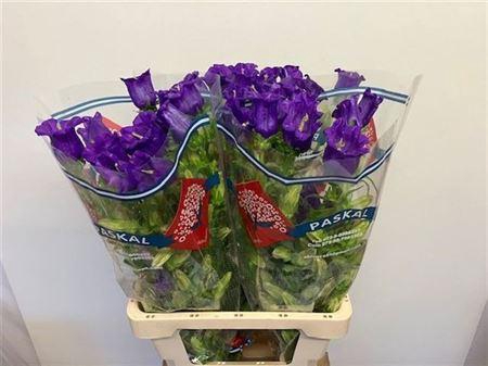 <h4>Campanula M Champion Blue 70cm</h4>