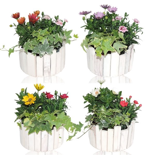 Collectie Anna Arrangement in Houten Bak 20 cm