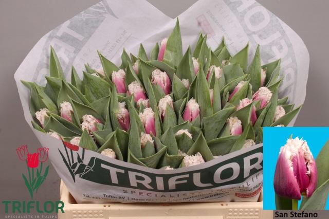 <h4>TU FR SAN STEFANO</h4>