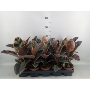 Ficus elastica 'Belize'