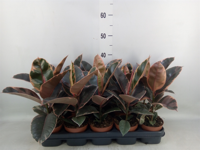 <h4>Ficus elastica 'Belize'</h4>