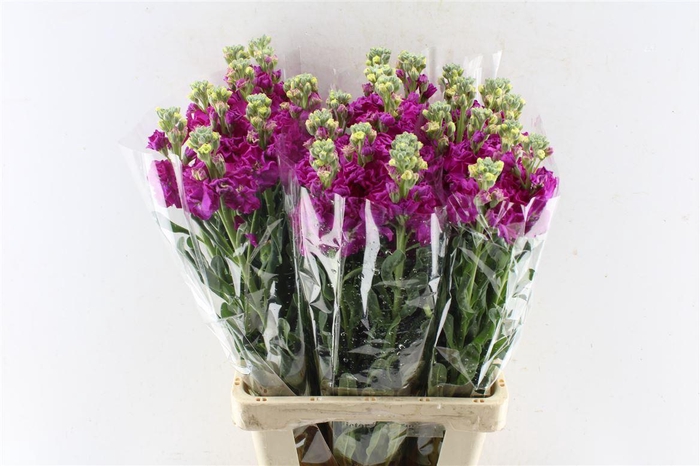 <h4>Matth Iron Hot Pink</h4>