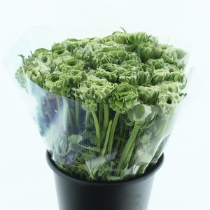 Ran Ponpon Igloo Green White Extra