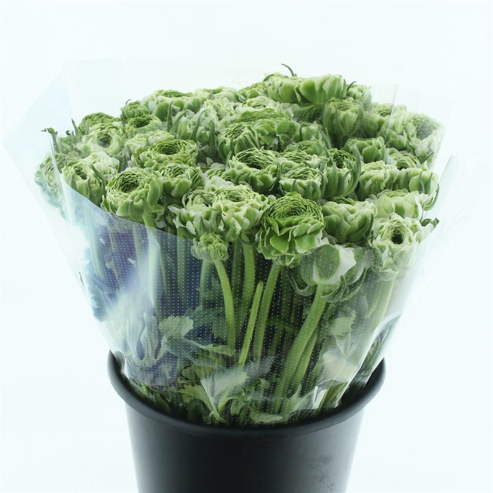 <h4>Ran Ponpon Igloo Green White Extra</h4>