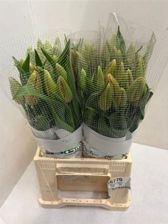 <h4>Tu En Menton</h4>