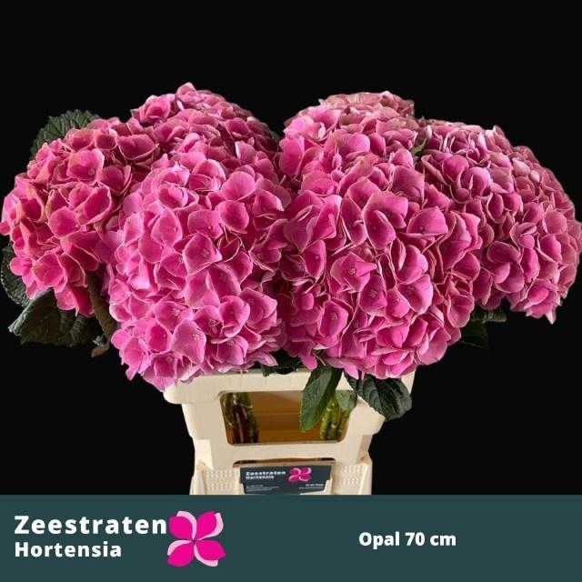 <h4>HYDR M MAG OPAL</h4>