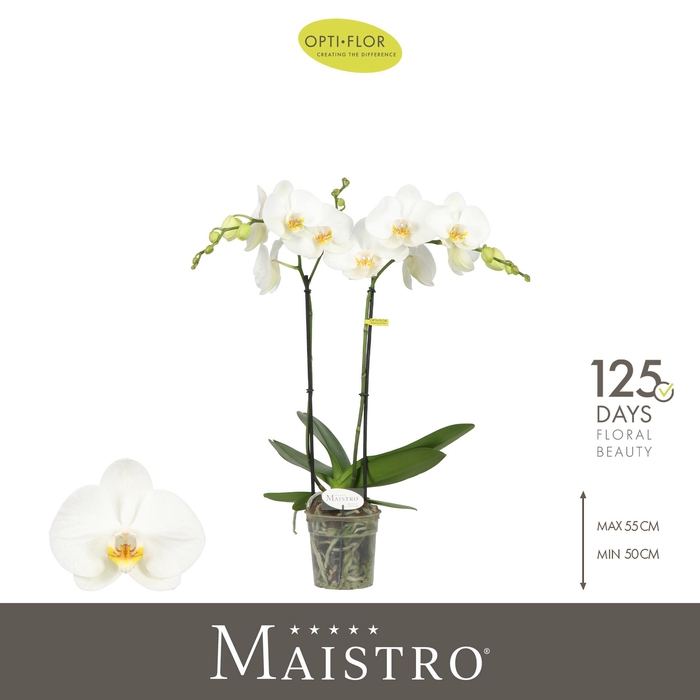 <h4>Maistro White 2 spike 50 cm</h4>