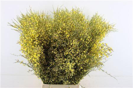 <h4>Ginster Geel 400 Gram</h4>