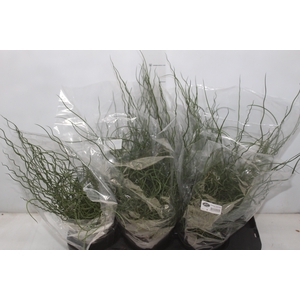 JUNCUS SPIRALIS P15