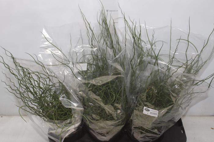JUNCUS SPIRALIS P15