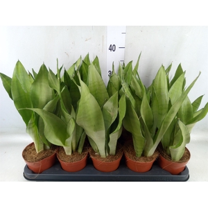 Sansevieria trifa. 'Moonshine'