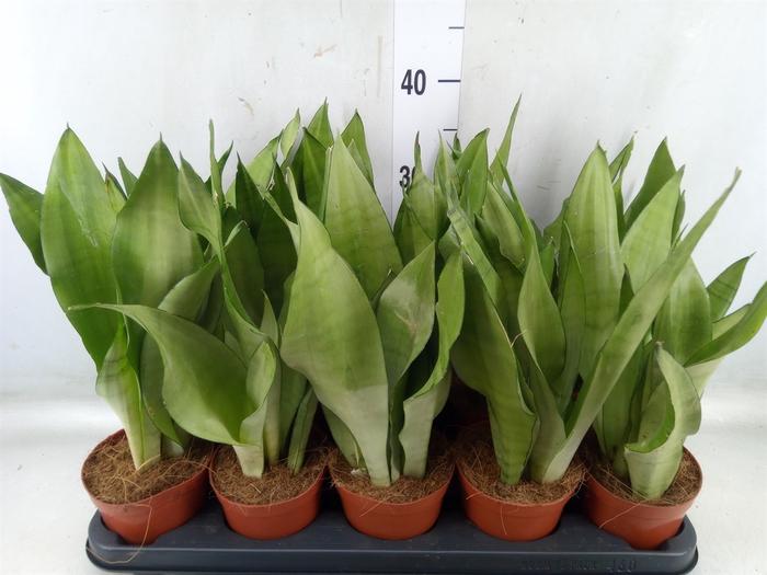 <h4>Sansevieria trifa. 'Moonshine'</h4>
