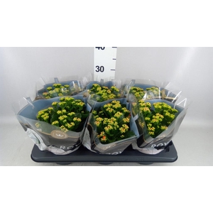 Kalanchoe blos. 'RosDon Pedro'