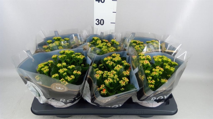 <h4>Kalanchoe blos. 'RosDon Pedro'</h4>